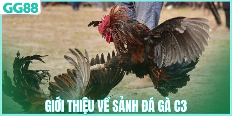 Giới thiệu về sảnh đá gà C3